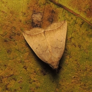 Simplicia armatalis at Conder, ACT - 19 Apr 2015 12:12 PM