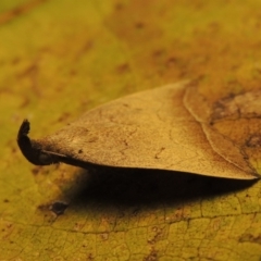 Simplicia armatalis at Conder, ACT - 19 Apr 2015