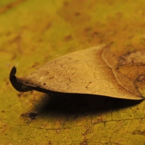 Simplicia armatalis at Conder, ACT - 19 Apr 2015 12:12 PM