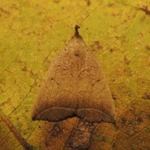 Simplicia armatalis at Conder, ACT - 19 Apr 2015