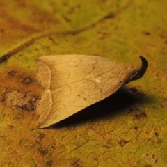 Simplicia armatalis at Conder, ACT - 19 Apr 2015 12:12 PM