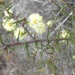 Acacia ulicifolia (Prickly Moses) at Majura, ACT - 8 Sep 2016 by SilkeSma