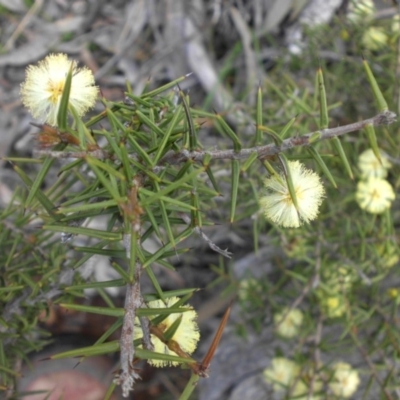 Acacia ulicifolia (Prickly Moses) at Majura, ACT - 9 Sep 2016 by SilkeSma