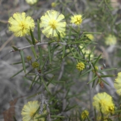 Acacia ulicifolia (Prickly Moses) at Majura, ACT - 9 Sep 2016 by SilkeSma