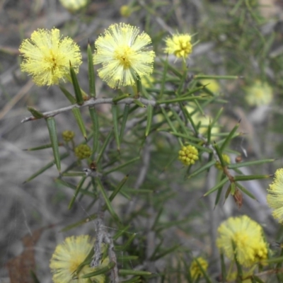 Acacia ulicifolia (Prickly Moses) at Majura, ACT - 9 Sep 2016 by SilkeSma