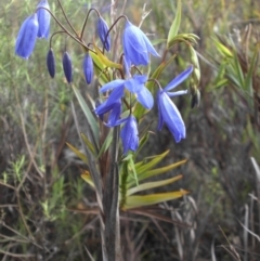 Stypandra glauca (Nodding Blue Lily) at Majura, ACT - 9 Sep 2016 by SilkeSma