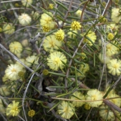 Acacia ulicifolia (Prickly Moses) at Majura, ACT - 8 Sep 2016 by SilkeSma