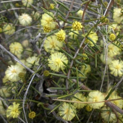 Acacia ulicifolia (Prickly Moses) at Majura, ACT - 9 Sep 2016 by SilkeSma