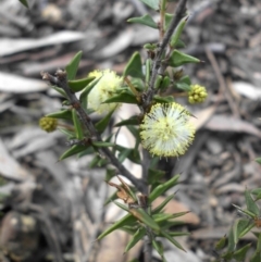 Acacia gunnii (Ploughshare Wattle) at Majura, ACT - 8 Sep 2016 by SilkeSma