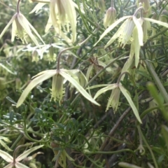 Clematis leptophylla (Small-leaf Clematis, Old Man's Beard) at Majura, ACT - 9 Sep 2016 by SilkeSma