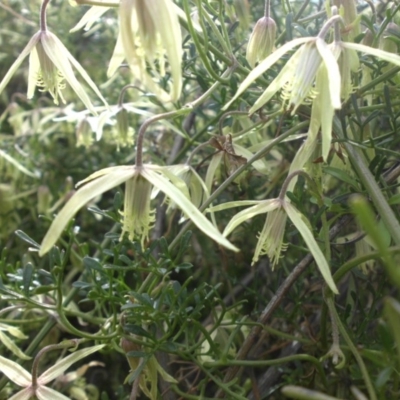 Clematis leptophylla (Small-leaf Clematis, Old Man's Beard) at Majura, ACT - 9 Sep 2016 by SilkeSma