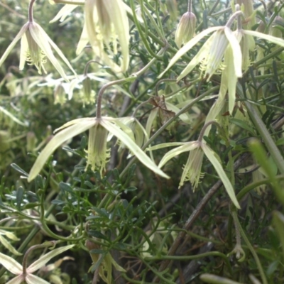 Clematis leptophylla (Small-leaf Clematis, Old Man's Beard) at Mount Ainslie - 8 Sep 2016 by SilkeSma