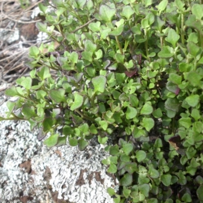 Einadia hastata (Berry Saltbush) at Mount Ainslie - 8 Sep 2016 by SilkeSma