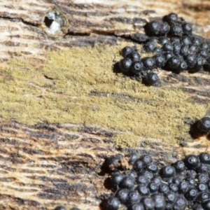 Annulohypoxylon at Macquarie, ACT - 7 Aug 2016