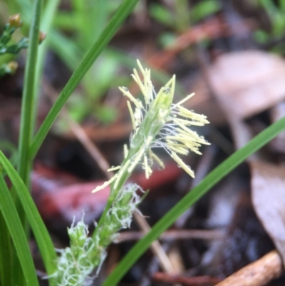 Carex breviculmis (Short-Stem Sedge) at Ginninderry Conservation Corridor - 9 Sep 2016 by JasonC