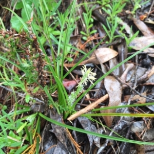 Carex breviculmis at Wallaroo, NSW - 9 Sep 2016 11:27 AM