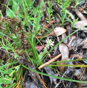 Carex breviculmis at Wallaroo, NSW - 9 Sep 2016