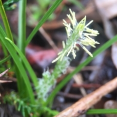 Carex breviculmis at Wallaroo, NSW - 9 Sep 2016 11:27 AM