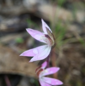 Caladenia fuscata at Wallaroo, NSW - 9 Sep 2016