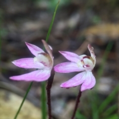 Caladenia fuscata at Wallaroo, NSW - 9 Sep 2016