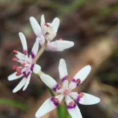 Wurmbea dioica subsp. dioica (Early Nancy) at Wallaroo, NSW - 9 Sep 2016 by JasonC