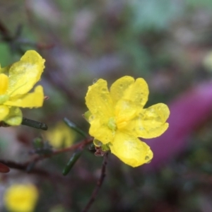 Hibbertia sp. at Wallaroo, NSW - 9 Sep 2016