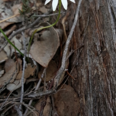 Caladenia fuscata (Dusky Fingers) at Belconnen, ACT - 9 Sep 2016 by MaryinAranda