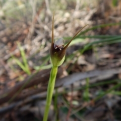 Pterostylis pedunculata (Maroonhood) at Cook, ACT - 6 Sep 2016 by CathB