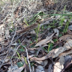 Pterostylis pedunculata at Cook, ACT - 6 Sep 2016