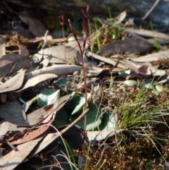 Cyrtostylis reniformis (Common Gnat Orchid) at Cook, ACT - 6 Sep 2016 by CathB