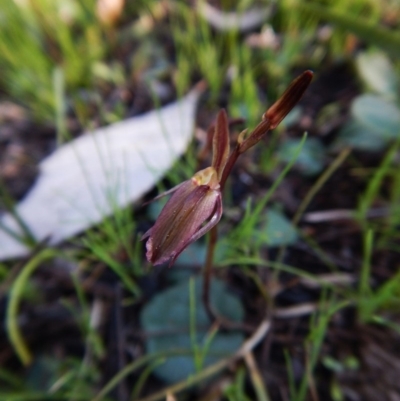 Cyrtostylis reniformis (Common Gnat Orchid) by CathB