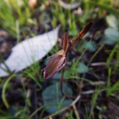 Cyrtostylis reniformis (Common Gnat Orchid) at Aranda Bushland - 6 Sep 2016 by CathB