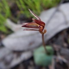 Cyrtostylis reniformis at suppressed - 6 Sep 2016