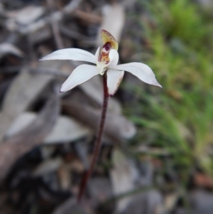 Caladenia fuscata at Belconnen, ACT - 6 Sep 2016