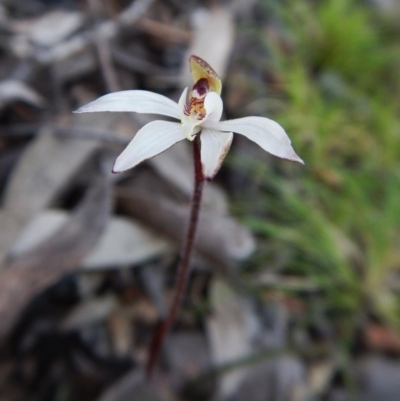 Caladenia fuscata (Dusky Fingers) at Aranda Bushland - 6 Sep 2016 by CathB