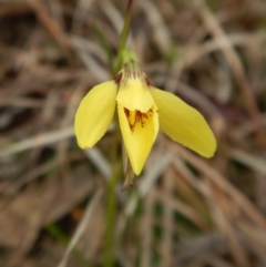 Diuris chryseopsis (Golden Moth) at Belconnen, ACT - 8 Sep 2016 by CathB