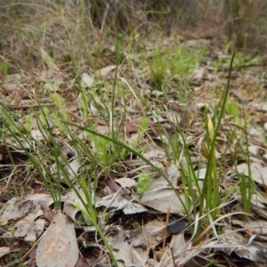 Diuris chryseopsis at Belconnen, ACT - suppressed