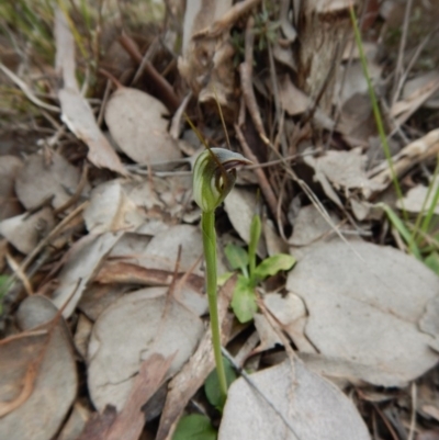 Pterostylis pedunculata (Maroonhood) at Belconnen, ACT - 9 Sep 2016 by CathB