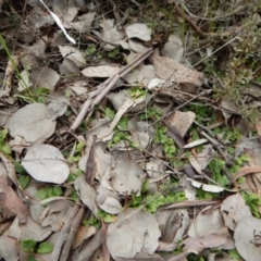 Pterostylis pedunculata at Belconnen, ACT - suppressed