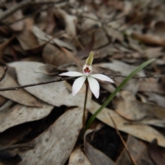 Caladenia fuscata (Dusky Fingers) at Aranda Bushland - 8 Sep 2016 by CathB