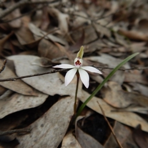 Caladenia fuscata at Point 3852 - 9 Sep 2016