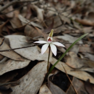 Caladenia fuscata (Dusky Fingers) at Aranda Bushland - 8 Sep 2016 by CathB