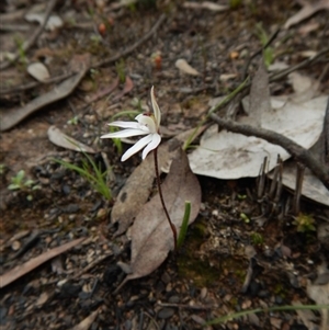 Caladenia fuscata at Point 3852 - 9 Sep 2016