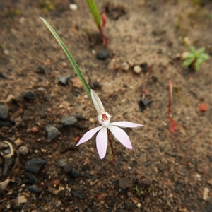 Caladenia fuscata at Point 3852 - 9 Sep 2016