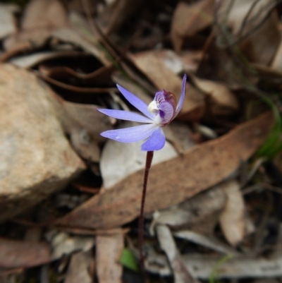 Cyanicula caerulea (Blue Fingers, Blue Fairies) at Aranda Bushland - 8 Sep 2016 by CathB