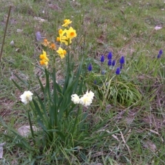 Narcissus tazetta (Jonquil) at Isaacs, ACT - 9 Sep 2016 by Mike