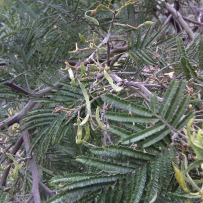 Acacia dealbata X Acacia decurrens (Silver x Green Wattle (Hybrid)) at Isaacs, ACT - 9 Sep 2016 by Mike