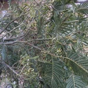 Acacia dealbata X Acacia decurrens at Isaacs, ACT - 9 Sep 2016 09:54 AM