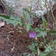 Solanum cinereum (Narrawa Burr) at Isaacs, ACT - 8 Sep 2016 by Mike