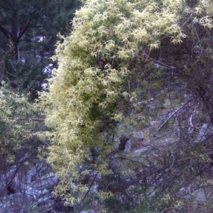 Clematis leptophylla at Isaacs, ACT - 9 Sep 2016